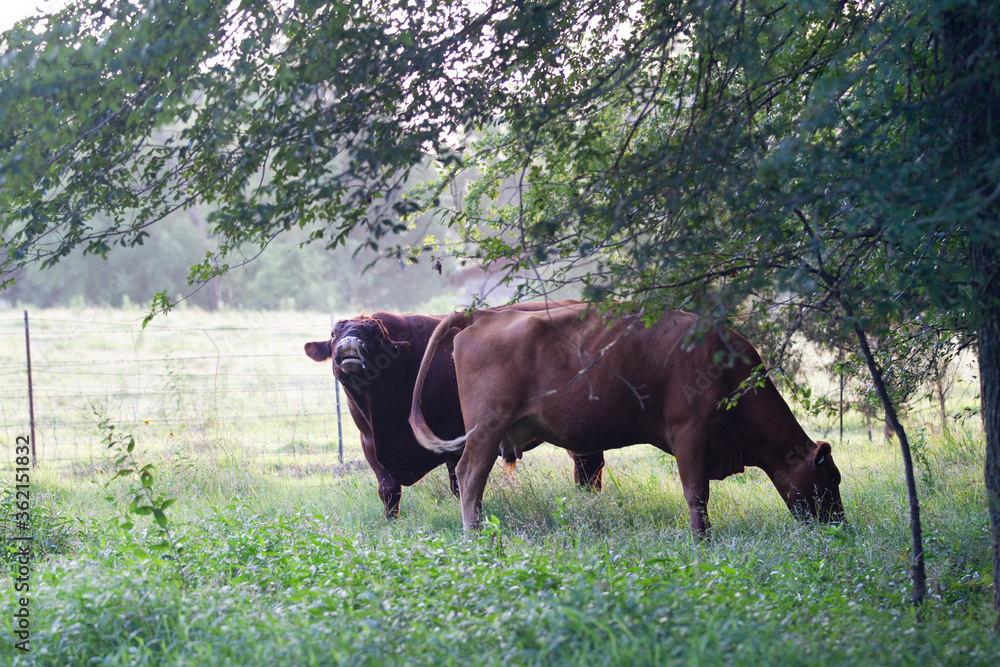 Red Angus beef cow and bull in a pasture