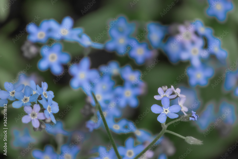 Forget-me-nots flowers in blue, close-up. Blue flowers on a green background.