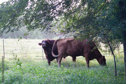 Red Angus beef cow and bull in a pasture © Tamara  Harding