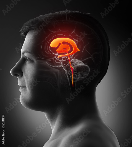 3d rendering medical illustration of male Brain Ventricles anatomy