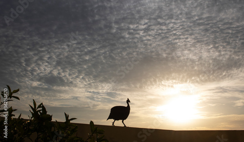 Silhouette of a helmeted  guineafowl on a wall at sunset or sunrise.