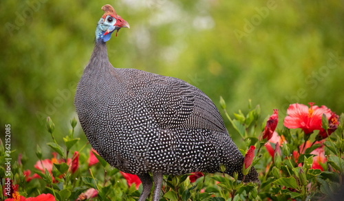 Helmeted guineafowl standing in a green bush with red flowers. photo