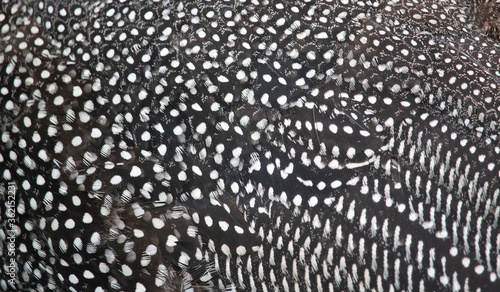 Closeup texture and pattern of helmeted guineafowl feathers.