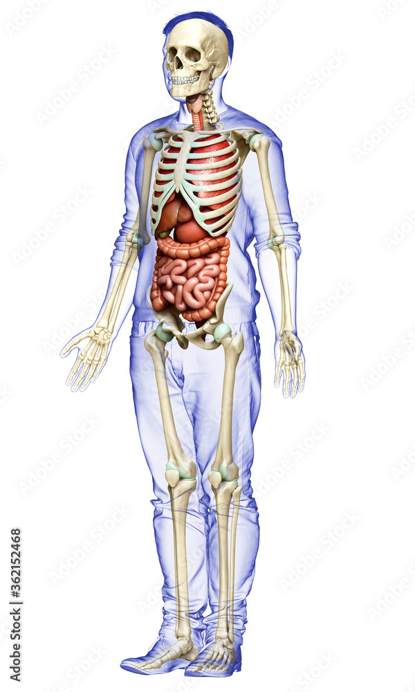 3d rendered medically accurate illustration of male Internal organs and skeleton system 3d rendered medically accurate illustration of male Internal organs and skeleton system