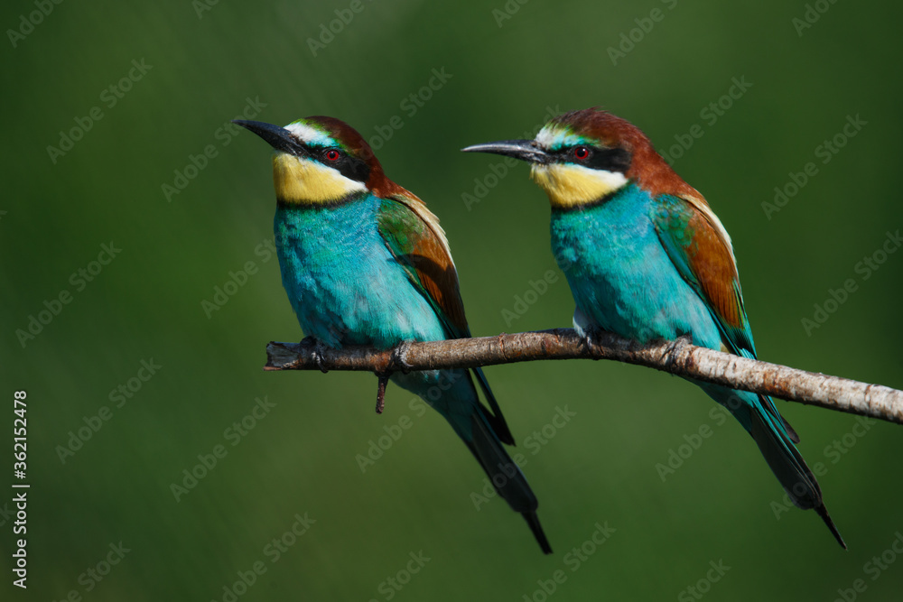 A Golden bee eater sits on a branch on a green background