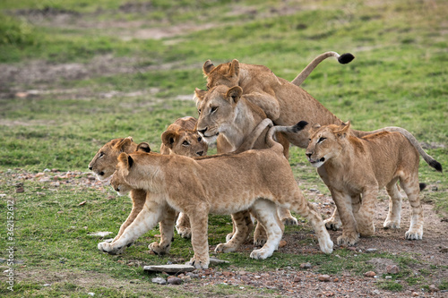 Lioness meeting her cubs, Masai Mara