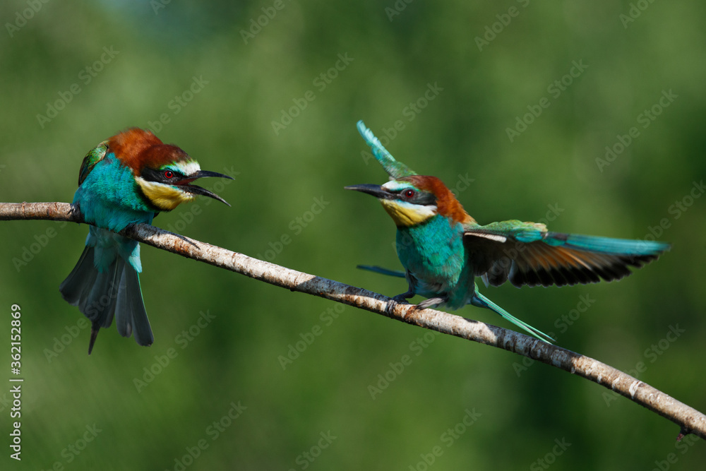 Obraz premium European Bee-eater comes in to land on a branch with another bee-eater