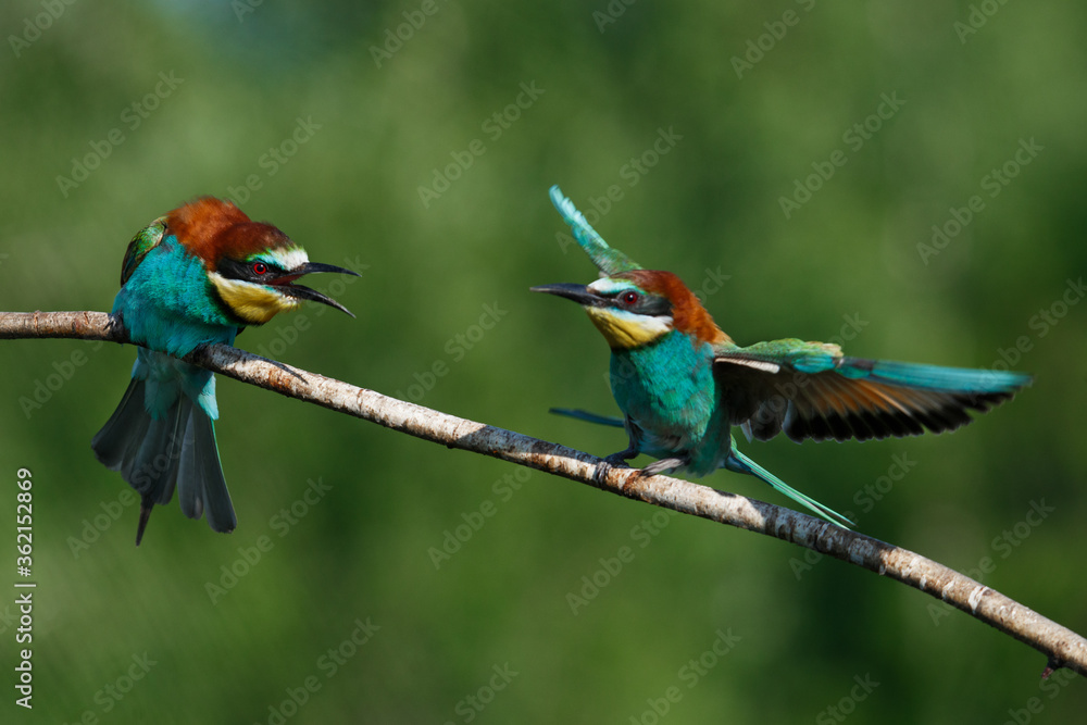 European Bee-eater comes in to land on a branch with another bee-eater
