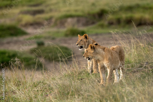 Lion cubs in the grasses  Masai Mara