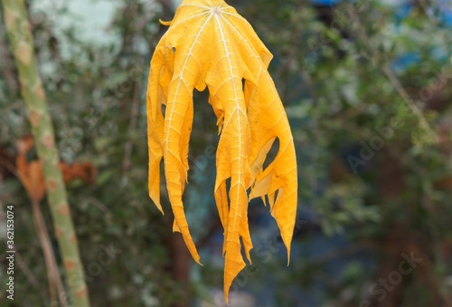 papaya lplant eaves yellow colour photo