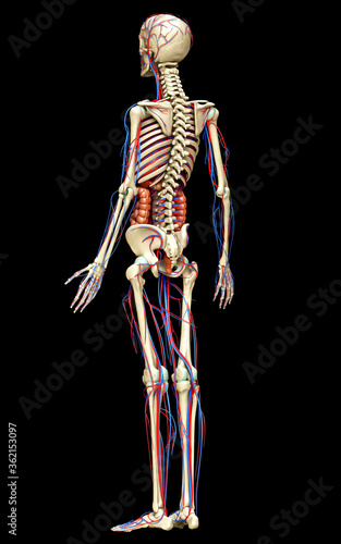 3d rendered medically accurate illustration of male Internal organs, skeleton and circulatory system © pixdesign123