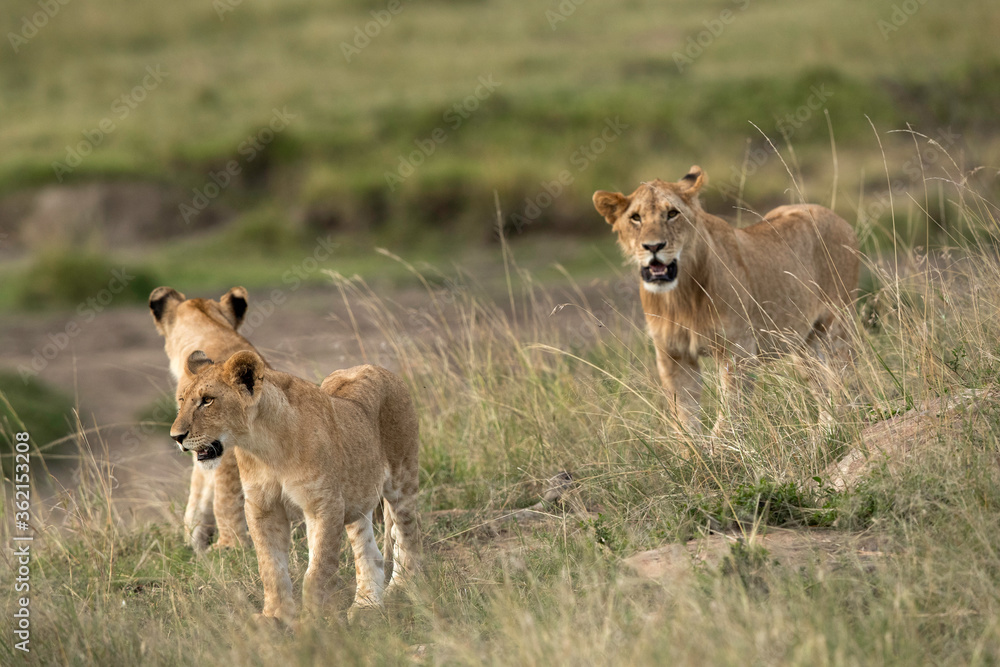 Lioness and her cubs in the Savannah, Masai Mara Lioness and her cubs in the Savannah, Masai Mara