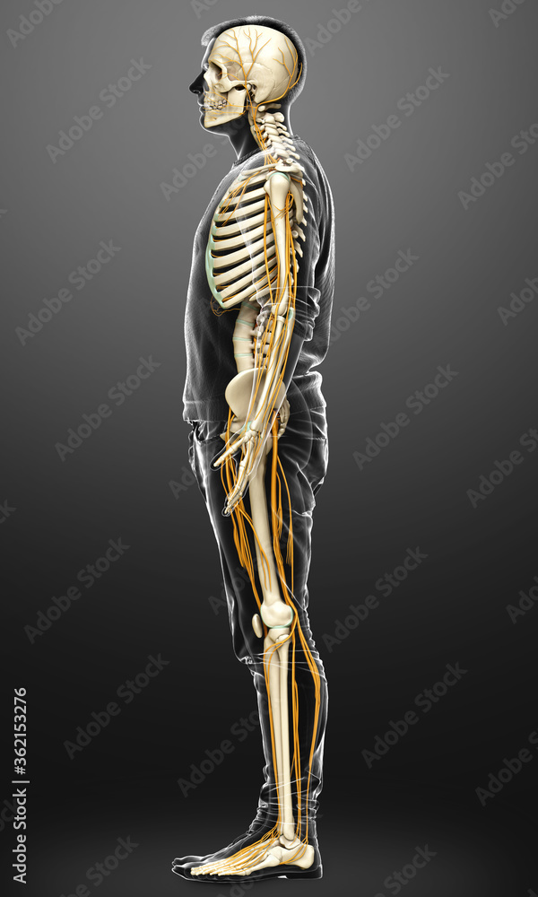 3d rendered medically accurate illustration of the nervous system and skeleton system 3d rendered medically accurate illustration of the nervous system and skeleton system
