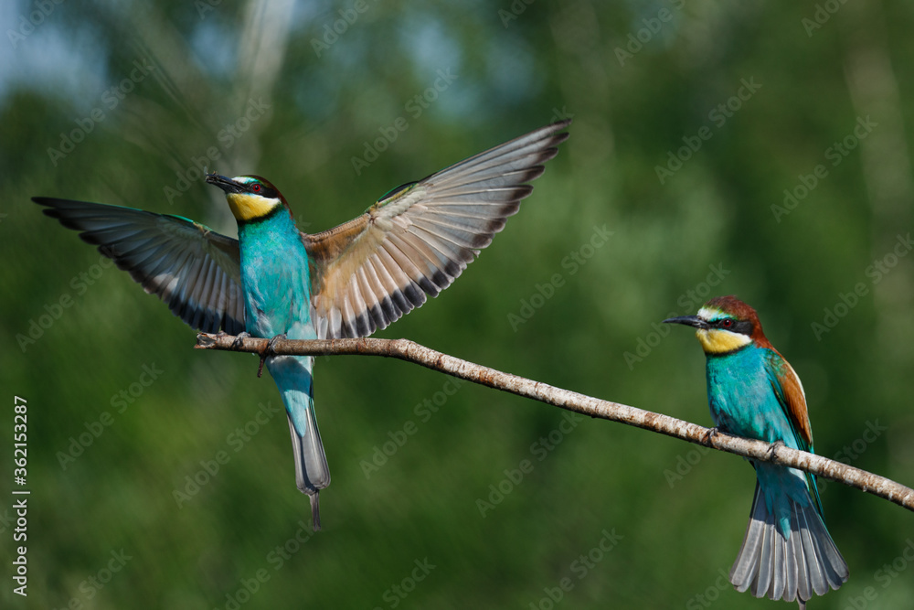 European Bee-eater comes in to land on a branch with another bee-eater