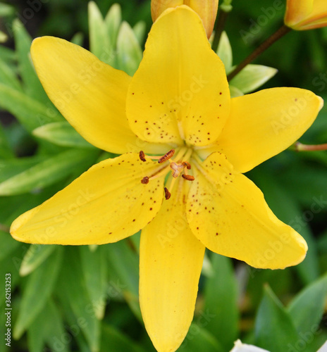 Lily  Lat. L  lium  Itis a genus of plants in the Lilley  Lat. Liliaceae  yellow
