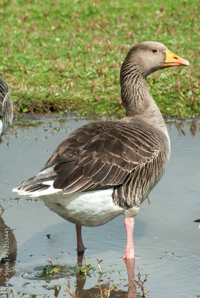 Greylag Goose Greylag Goose