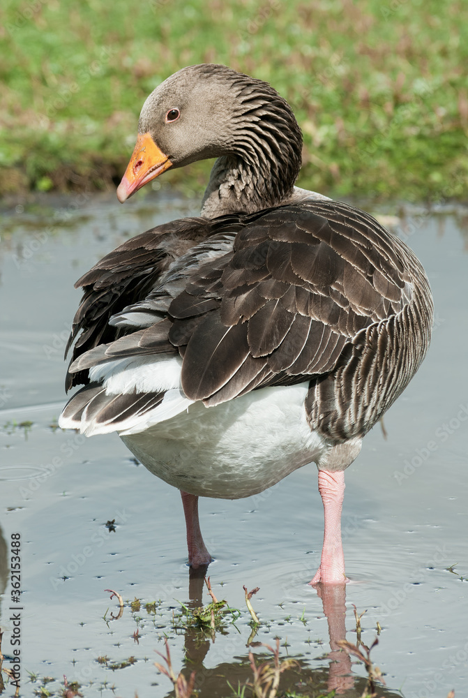 Greylag Goose Greylag Goose