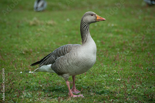 Greylag Goose