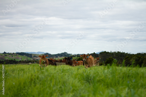 A herd of young calves explore the green pastures of an organic farm. 