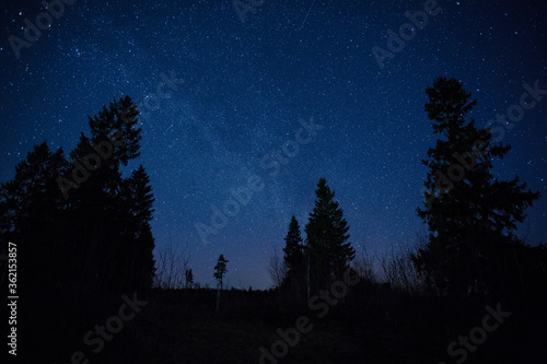 starry night over the forest