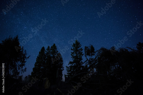 starry night over the forest