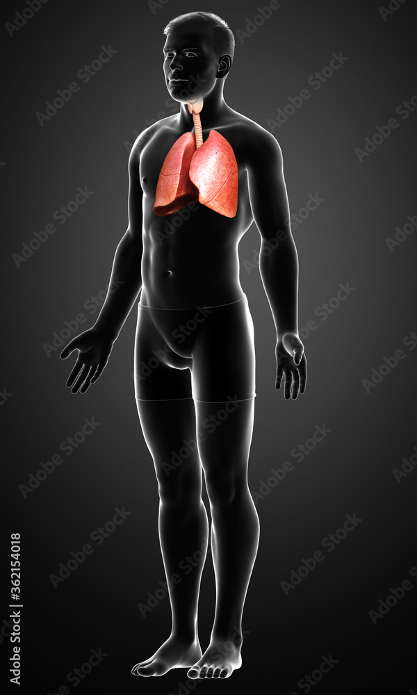 3d rendered, medically accurate illustration of a male lung anatomy 3d rendered, medically accurate illustration of a male lung anatomy
