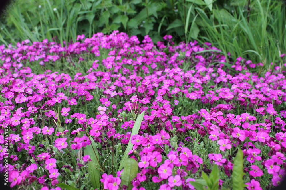Tapis de fleurs roses