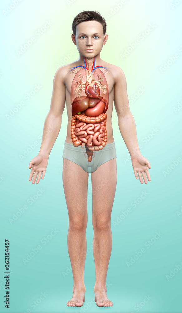 3d rendered medically accurate illustration of Boy Digestive System and heart 3d rendered medically accurate illustration of Boy Digestive System and heart