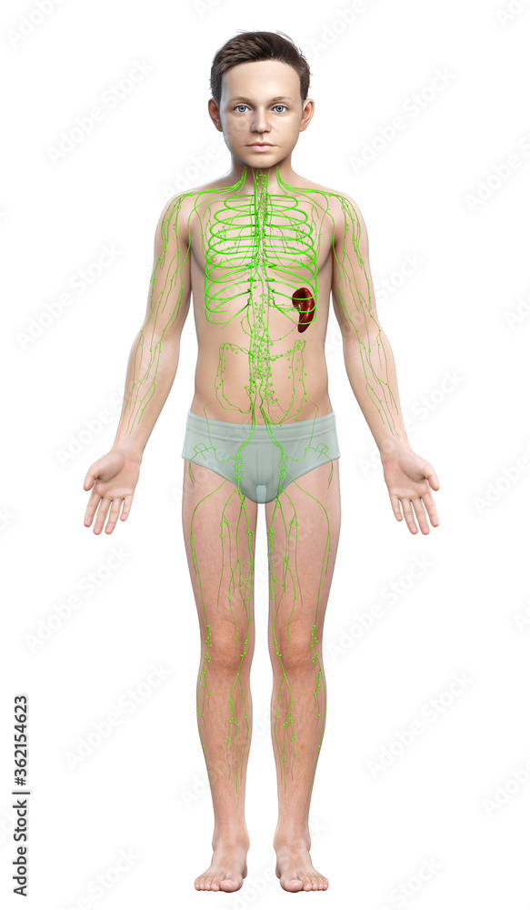 3d rendered medically accurate illustration of a young boy lymphatic system 3d rendered medically accurate illustration of a young boy lymphatic system