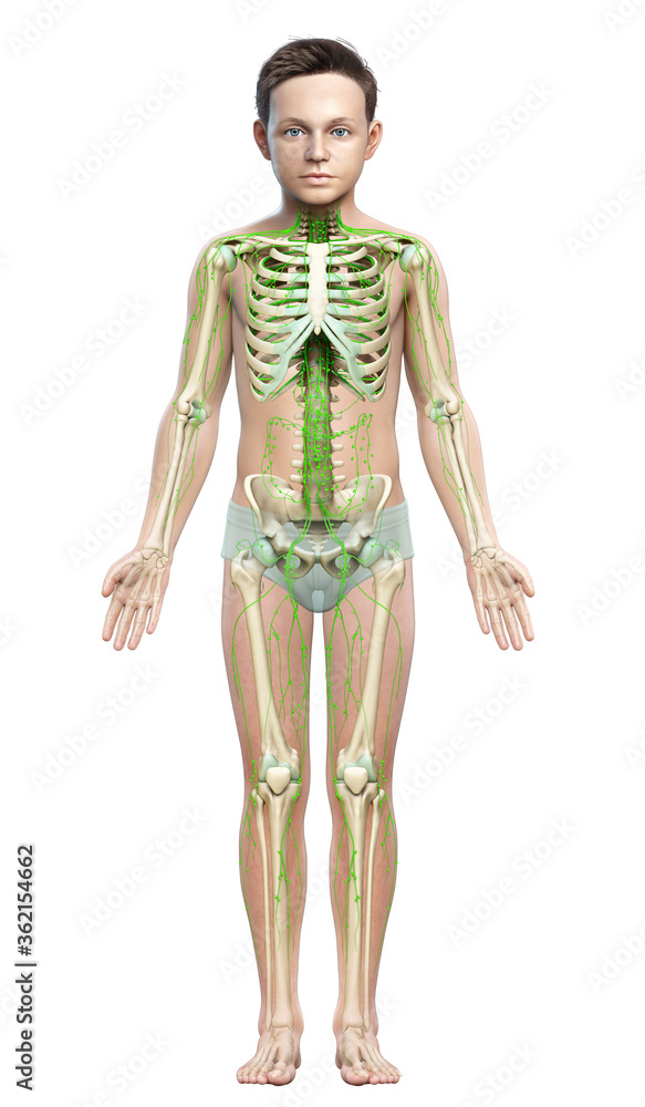 3d rendered medically accurate illustration of a young boy lymphatic system 3d rendered medically accurate illustration of a young boy lymphatic system