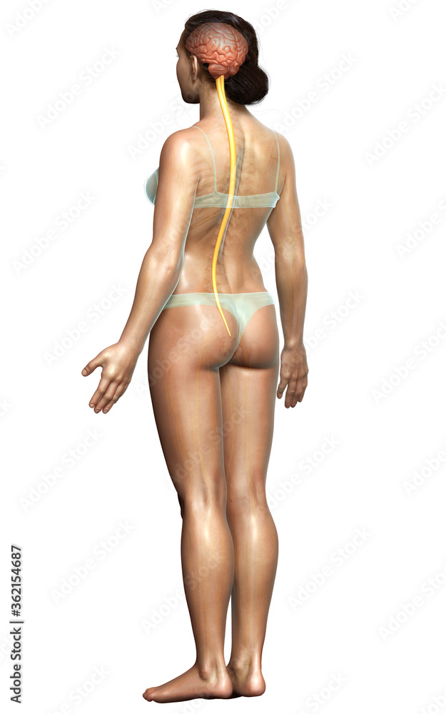 3d rendered medically accurate illustration of the brain 3d rendered medically accurate illustration of the brain