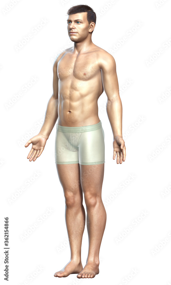 3d rendered illustration of the male body