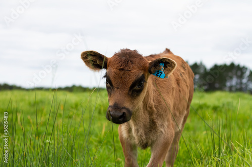 A herd of young calves explore the green pastures of an organic farm.  © Carl