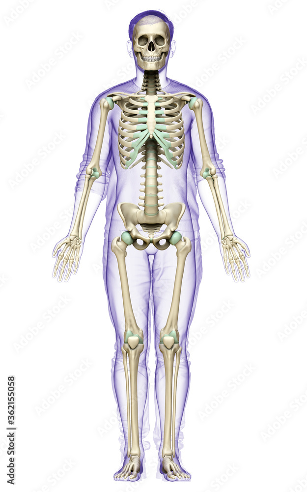 3d rendered, medically accurate illustration of a male skeleton system 3d rendered, medically accurate illustration of a male skeleton system
