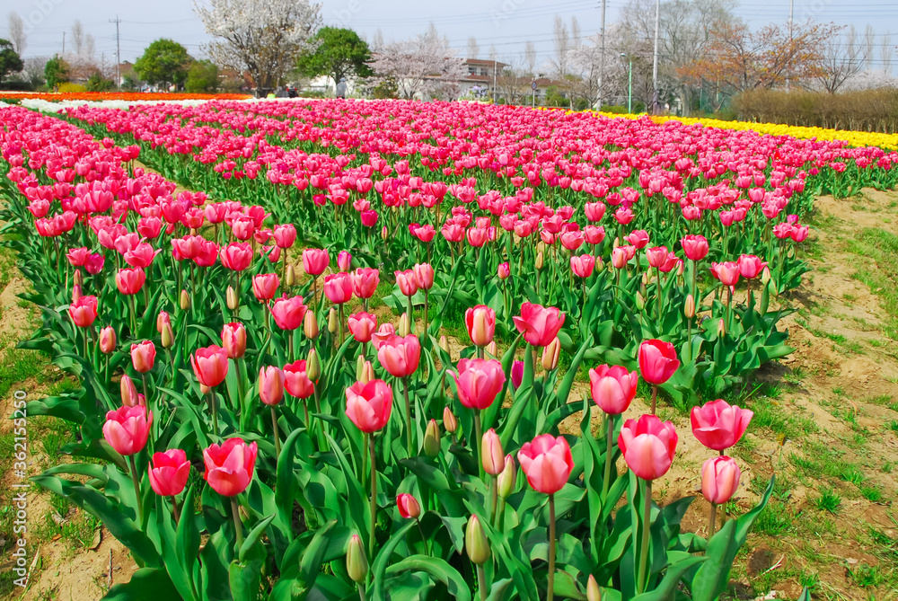 チューリップ畑 稲敷チューリップまつり 和田公園 茨城県稲敷市浮島