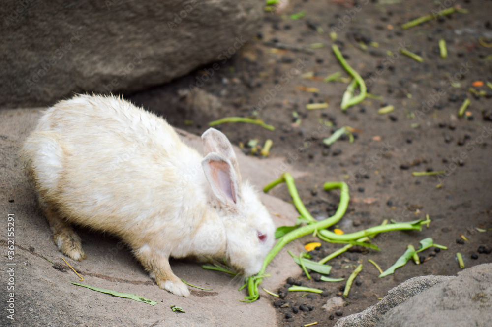 rabbit on the beach rabbit on the beach