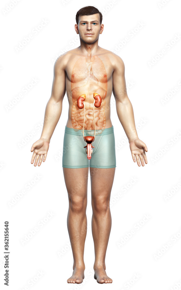 3d rendered, medically accurate illustration of the kidneys 3d rendered, medically accurate illustration of the kidneys