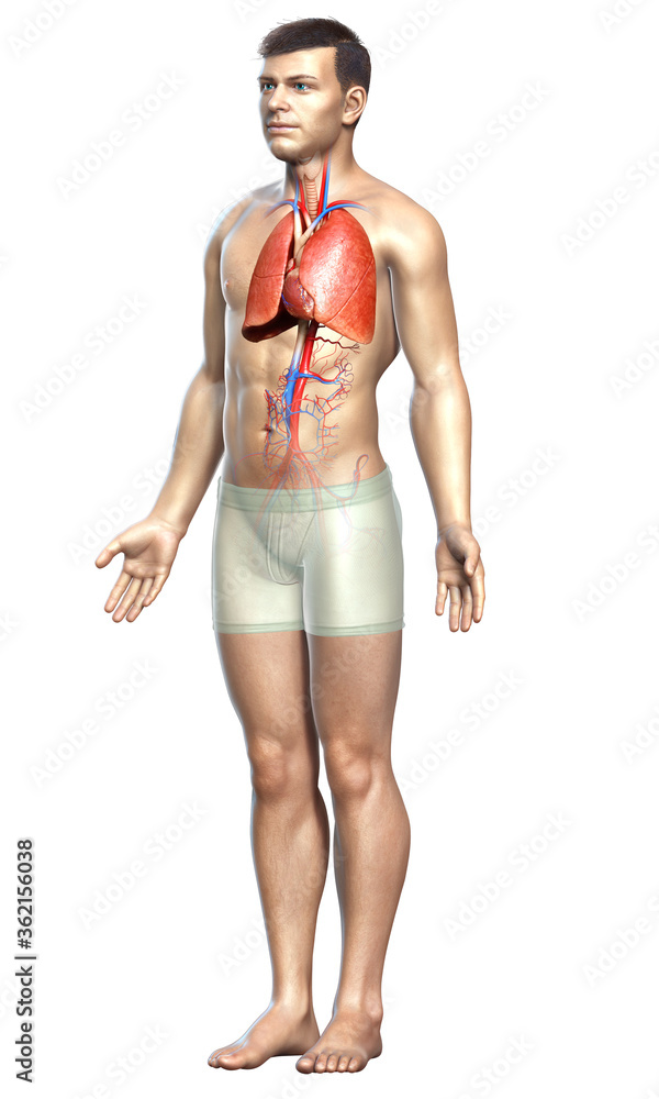 3d rendered, medically accurate illustration of a male lung anatomy 3d rendered, medically accurate illustration of a male lung anatomy