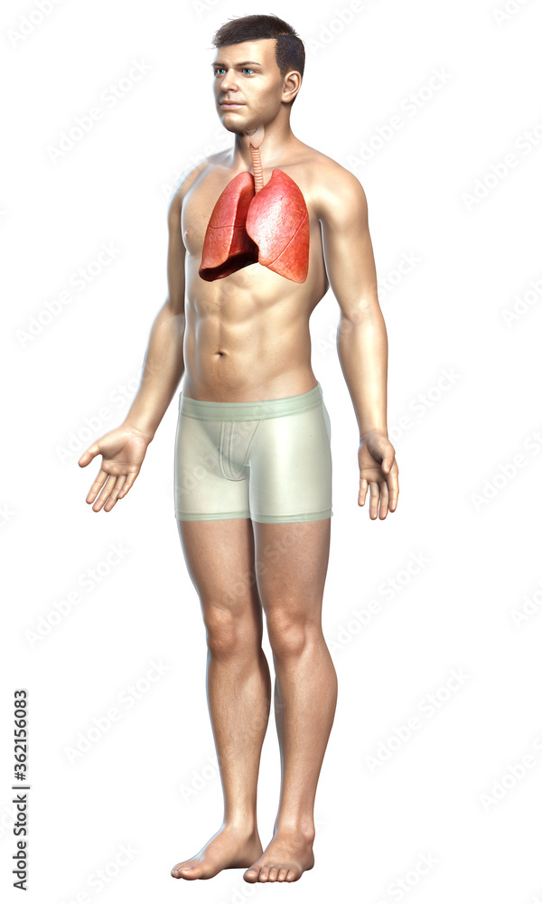 3d rendered, medically accurate illustration of a male lung anatomy 3d rendered, medically accurate illustration of a male lung anatomy