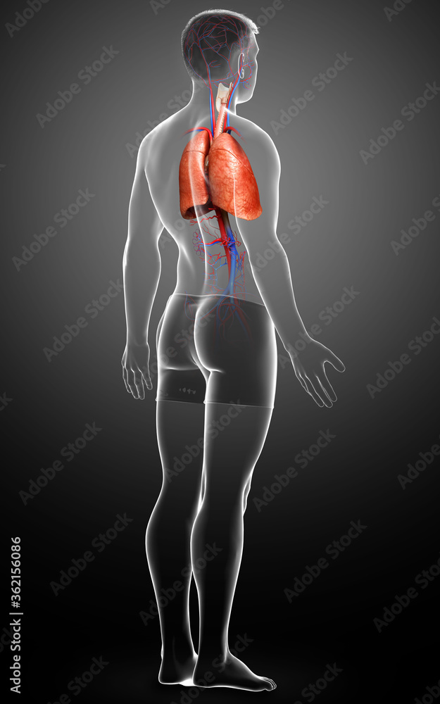 3d rendered, medically accurate illustration of a male lung anatomy 3d rendered, medically accurate illustration of a male lung anatomy