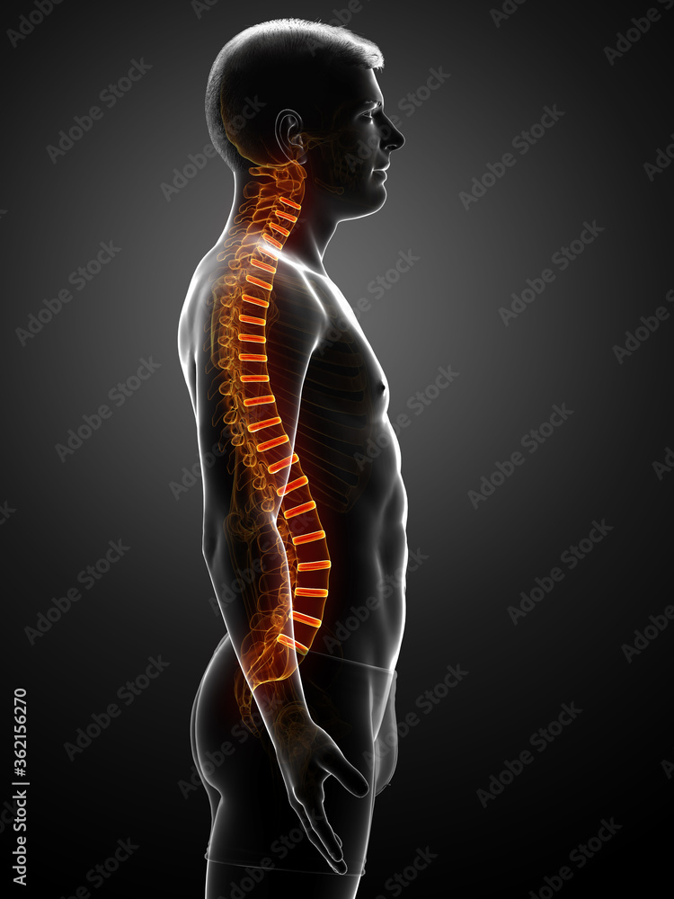 Backbone intervertebral disc anatomy Stock Illustration | Adobe Stock