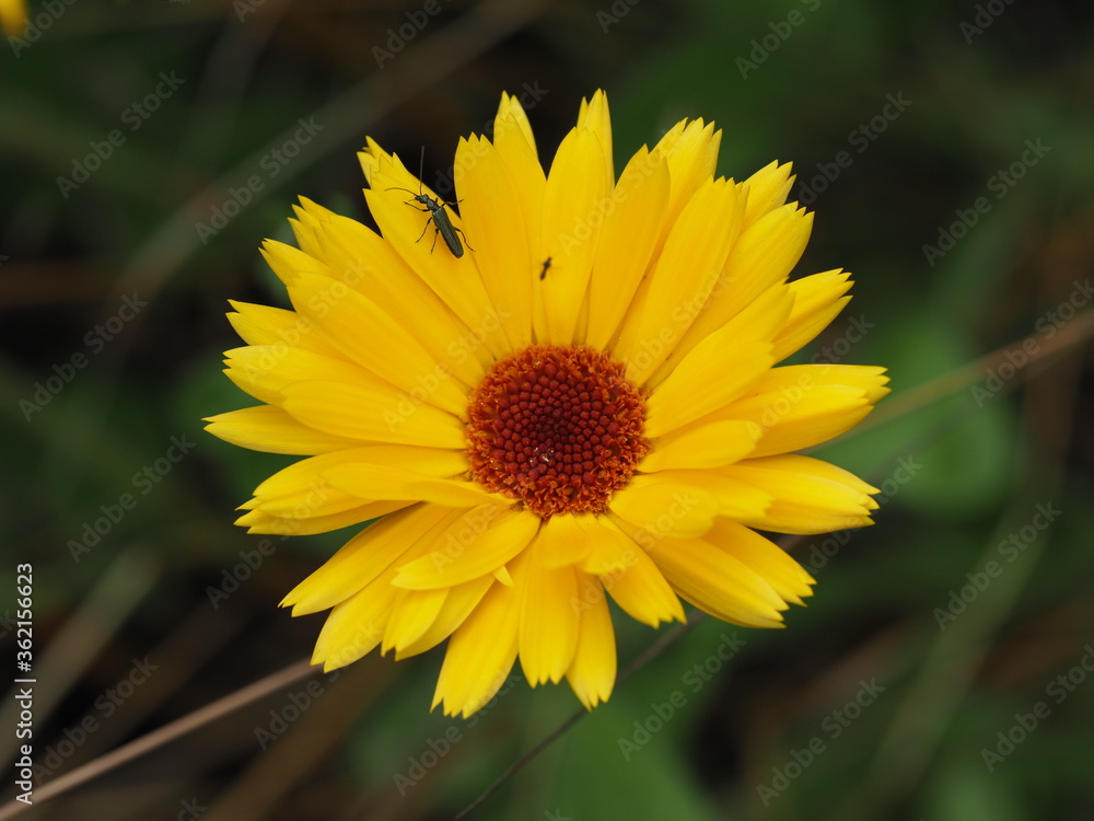 Ringelblumen mit leuchtenden Farben im Blumenbeet Ringelblumen mit leuchtenden Farben im Blumenbeet