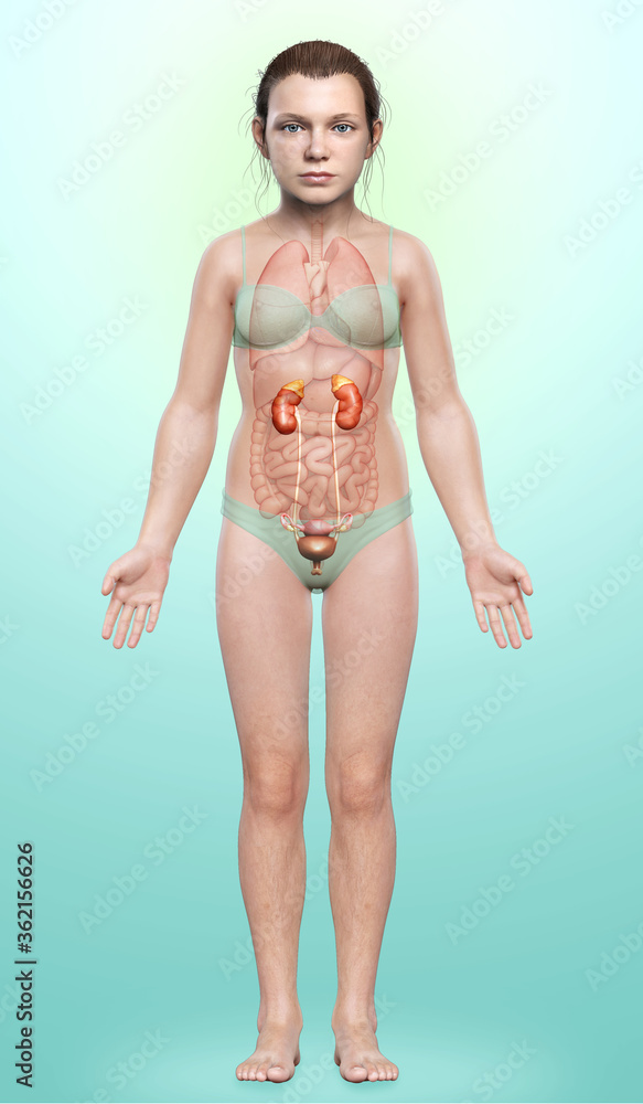 3d rendered, medically accurate illustration of the young girl kidneys anatomy 3d rendered, medically accurate illustration of the young girl kidneys anatomy
