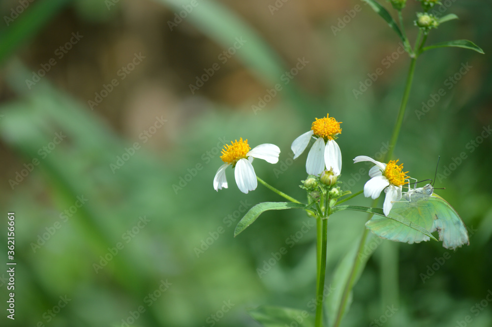 bee on a flower bee on a flower