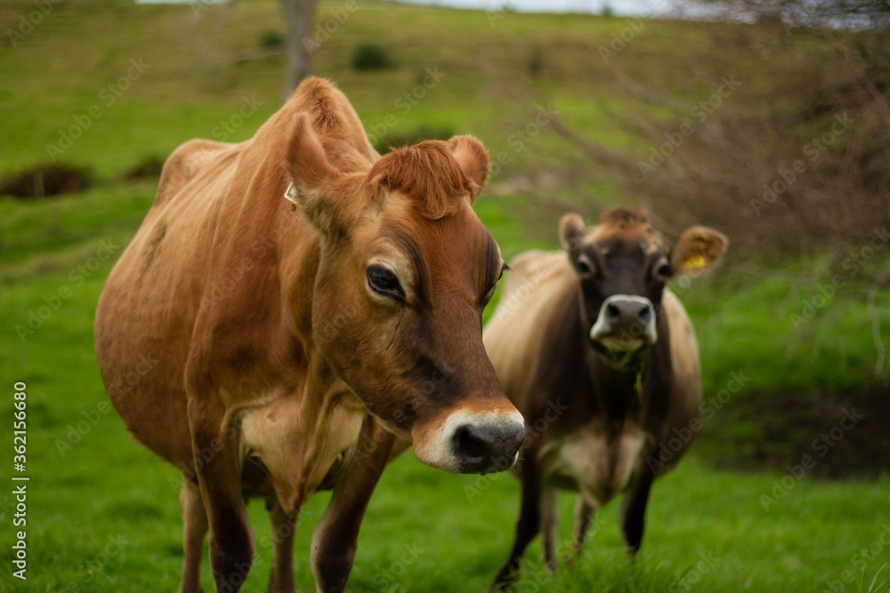 A dairy cow on an organic farm. 