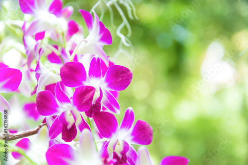 Bloom of white, purple and pink tropical orchid flowers Dendrobium Earsakul on green blurred background