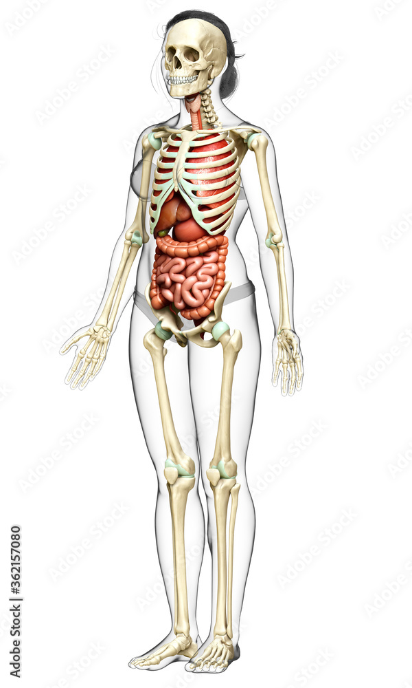 3d rendered medically accurate illustration of female Internal organs and skeleton system 3d rendered medically accurate illustration of female Internal organs and skeleton system