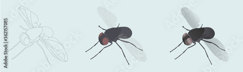 Housefly. Vector illustration in 3 styles linear, colored, realistic icons