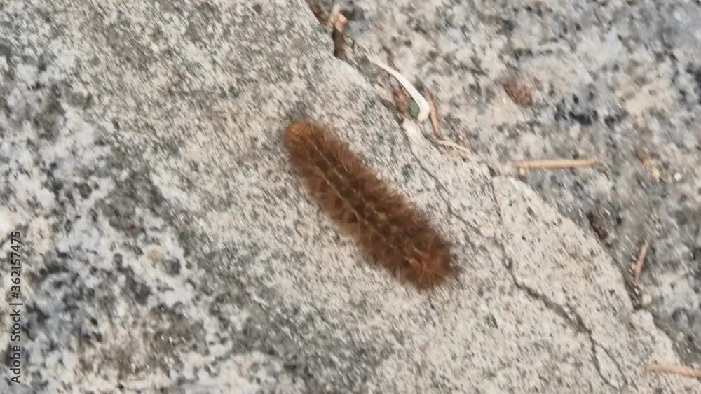 close up of a pine processionary worm on stone background moving. Thaumetopoea pityocampa species in Italy in Elba Island. close up of a pine processionary worm on stone background moving. Thaumetopoea pityocampa species in Italy in Elba Island.