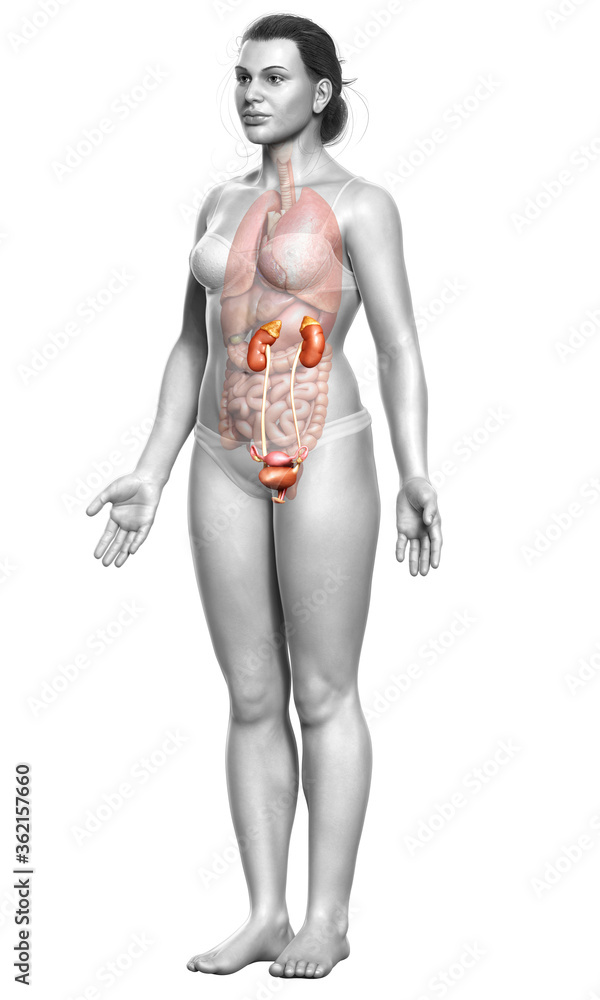 3d rendered, medically accurate illustration of female kidneys 3d rendered, medically accurate illustration of female kidneys